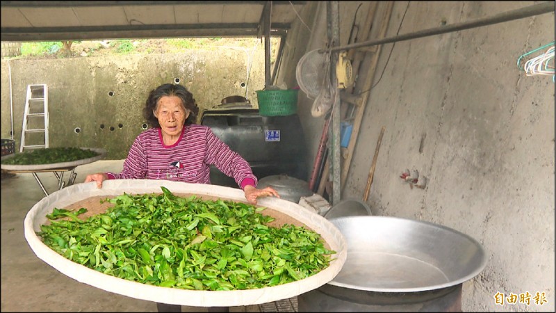 百年茶樹 84歲嬤獨自照料製茶 - 生活 - 自由時報電子報