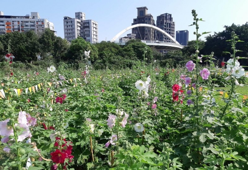 台北市水利處在客家跨堤平台下方廣場種植約210坪的「蜀葵之森」，目前花開8成，即起到5月中是最佳賞花期。（台北市水利處提供）