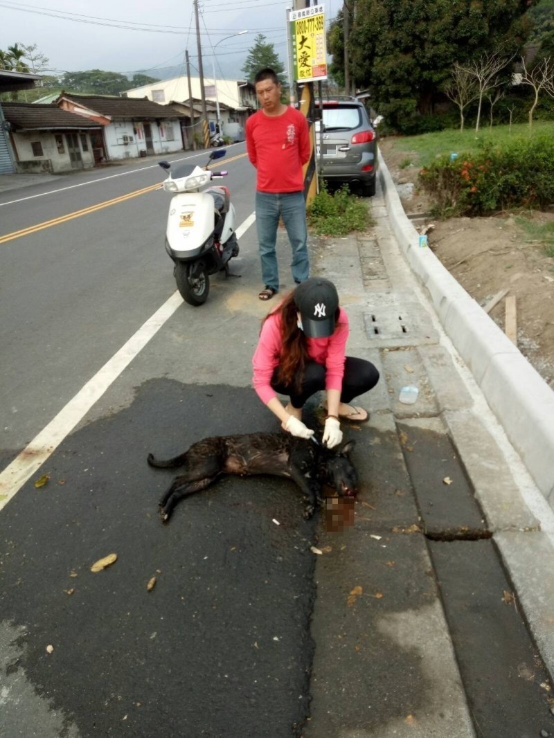 嘉義縣家畜疾病防治所所長林珮如蹲在路邊急救生命垂危的黑狗。（記者蔡宗勳翻攝）