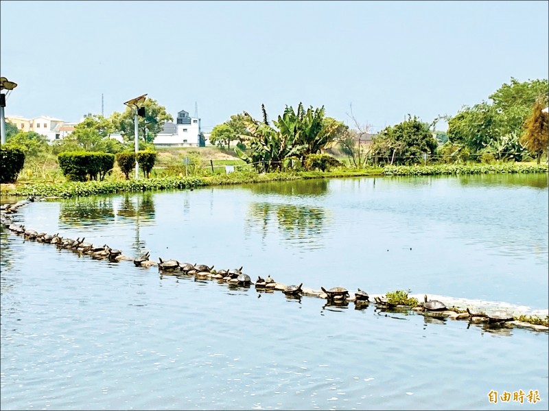 明華濕地的大水池烏龜，排整列做日光浴，畫面壯觀。（記者蔡宗勳攝）