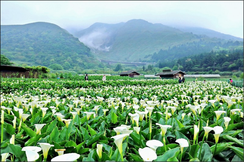 台北 春暖花開海芋 蜀葵 玫瑰向你招手 臺北市 自由時報電子報
