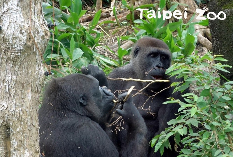 母金剛猩猩「Tayari」和「Iriki」，對台灣出產的「食物」也深深著迷。（動物園提供）
