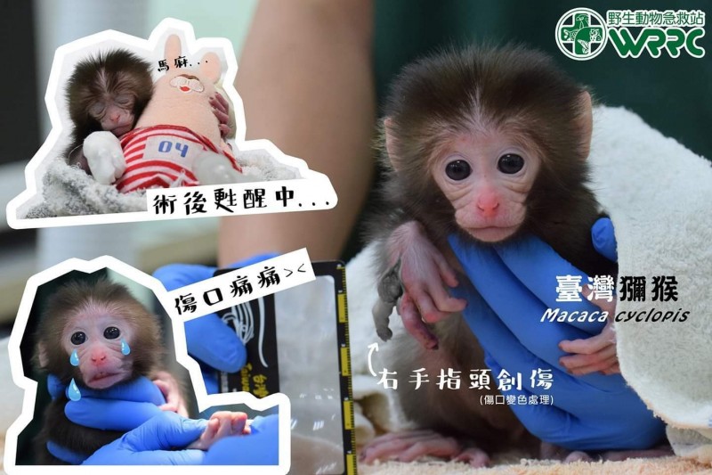 特生中心野生動物急救站收治一隻倖存幼猴，送治民眾指稱，母猴已遭下鍋烹煮。（特生中心野生動物急救站提供）