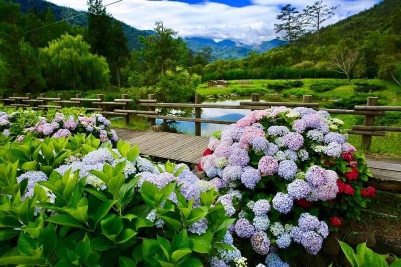 4月霜害 武陵農場繡球花花季延至6月底才盛開