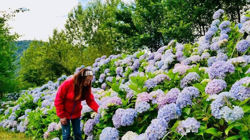4月霜害武陵農場繡球花花季延至6月底才盛開 生活 自由時報電子報