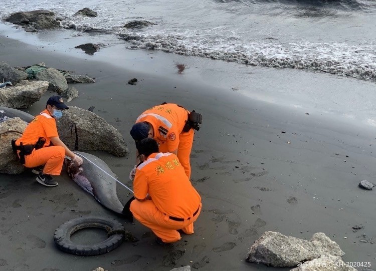 海巡人員協助處置死亡小虎鯨。（圖：翻攝海洋保育署臉書）