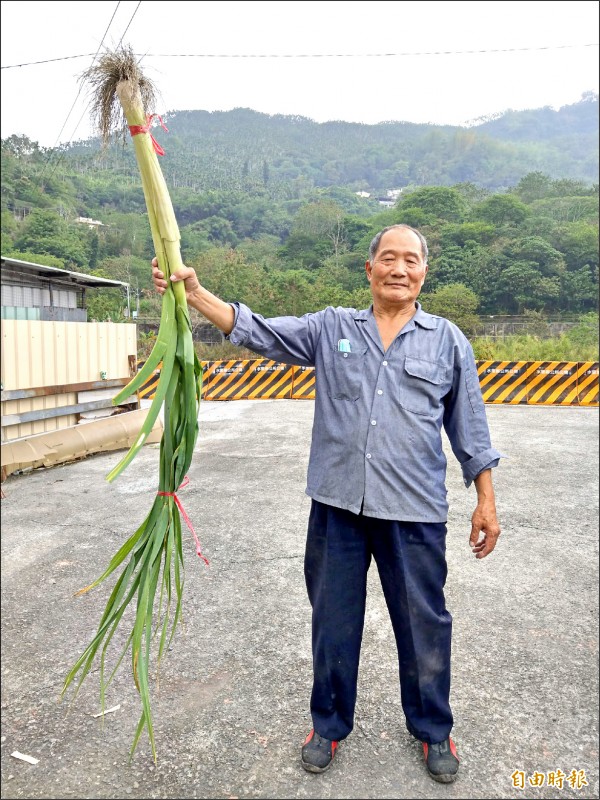 水里農民陳滄海種植「巨無霸」甜蒜，長度200公分起跳。（記者劉濱銓攝）