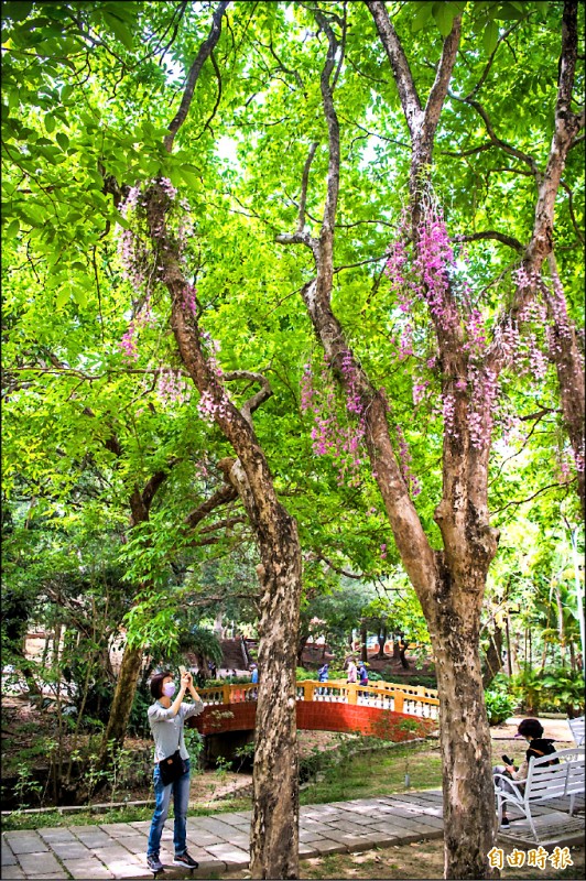 嘉義公園的石斛蘭最近盛開，粉紅色瀑布吸引民眾前來捕捉美景。（記者林宜樟攝）