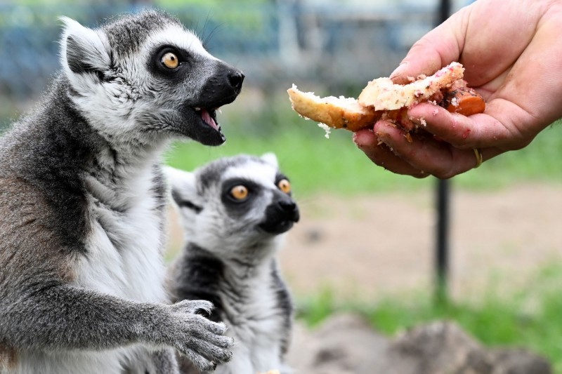 受疫情影響，觀光客驟減，印尼動物園協會（PKBSI）表示有多達55家動物園只能負擔飼料到五月中旬。圖為動物園餵養示意圖。（法新社）