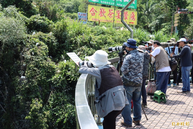 鳥友群聚坪林拱橋旁獵取鳥類嬌影。（記者翁聿煌攝）