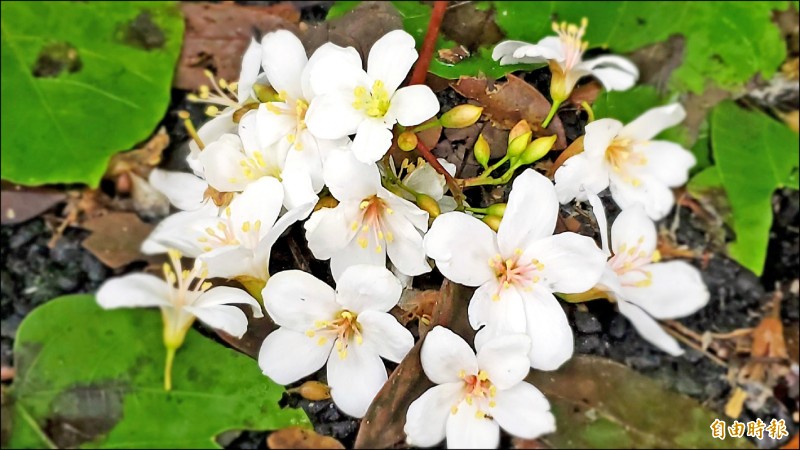 賞 五月雪 基隆暖暖 七堵桐花開五成 生活 自由時報電子報