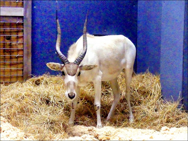 在池上出生的弓角羚羊。（台北市立動物園提供）