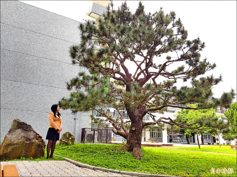 瘦身塑形公館國中黑松變美了 生活 自由時報電子報
