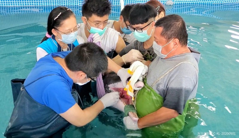 救援團隊幫海豚嘴部發炎採樣。（圖：海保署提供）