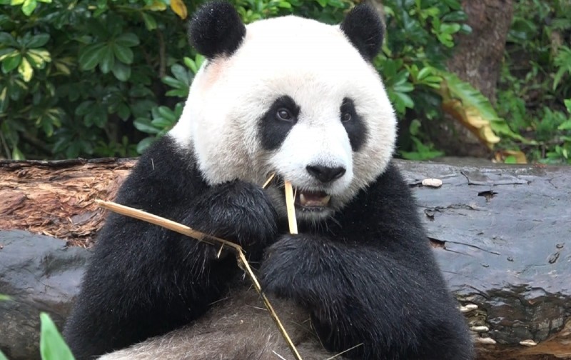 北市動物園超前護牙 「團團」全球首隻戴牙套大貓熊