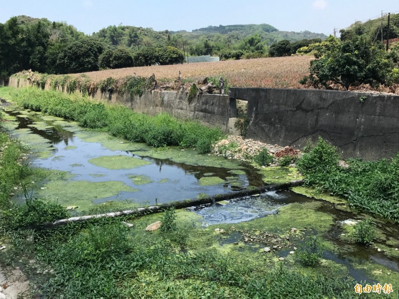 大坑溝湧泉不斷，終年不乾涸。（記者洪臣宏攝）