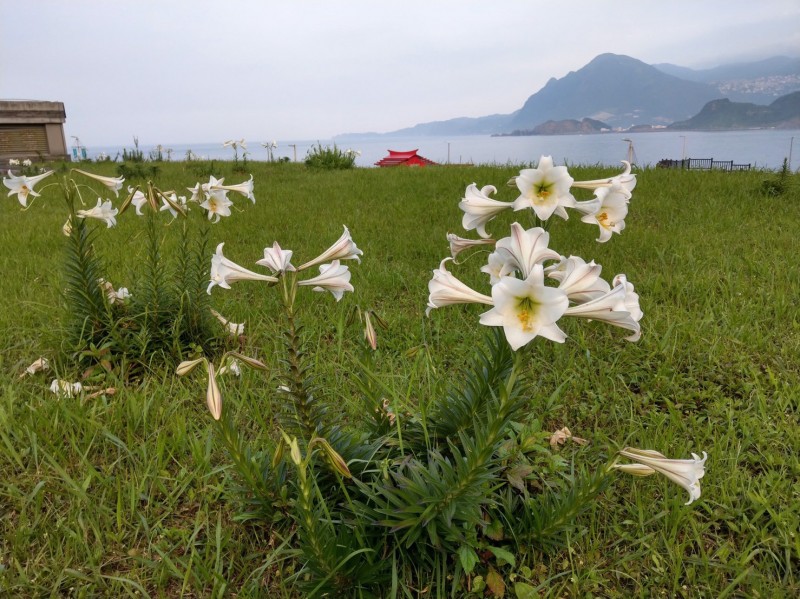 海科館在潮境公園等地進行百合花復育，如今復育有成，公園處處可見百合盛開，相當漂亮。（國立海洋科技博物館提供）