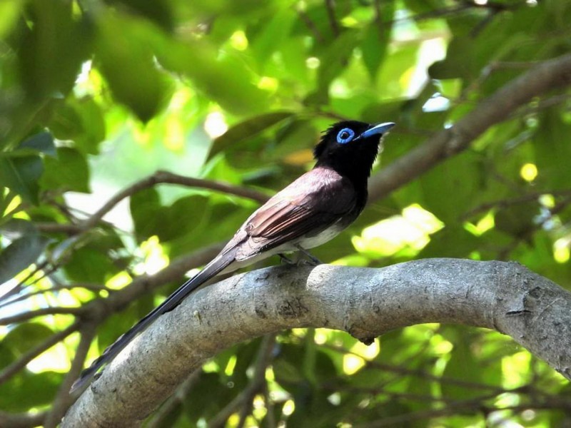 紫綬帶鳥現蹤台南巴克禮公園。（拍鳥俱樂部王聰曦提供）