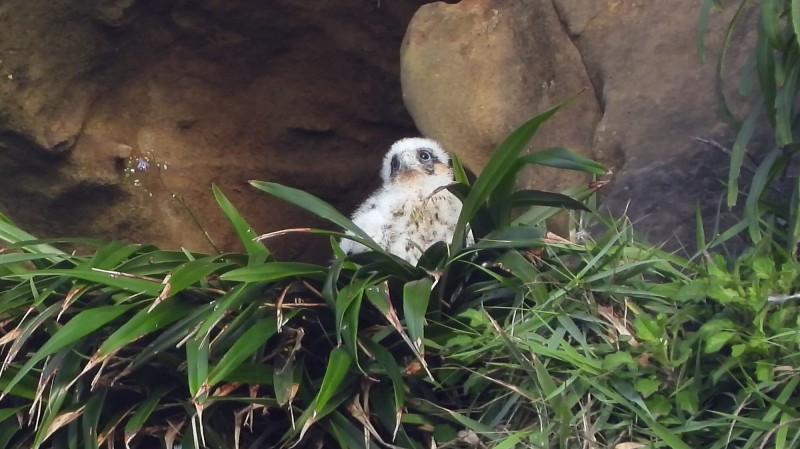 深澳酋長岩新生的遊隼幼鳥，模樣相當可愛。（圖由基隆野鳥學會提供）