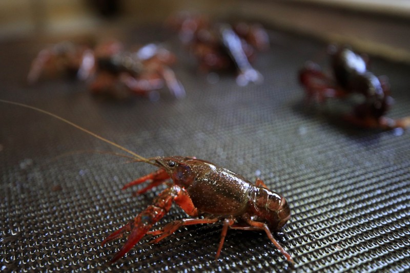 中國目前出現一種存在甲殼類動物內具「高傳染性」且無特效藥的病毒，但中國民眾似乎毫不在意，在短短3日內，全國已吃掉近80萬串「小龍蝦」。（法新社示意圖）