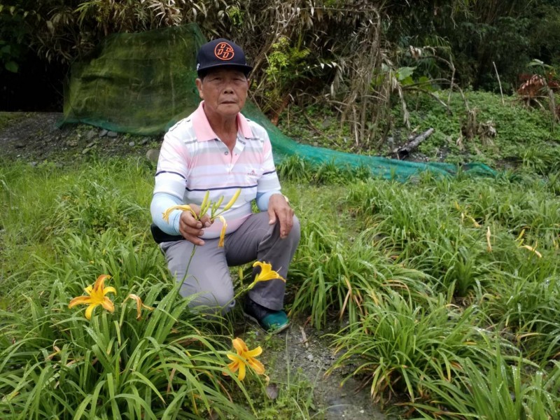 花蓮平地金針正值產季，但今年疑受低溫不足，導致金針花田目前仍是綠油油一片、花況不佳，農友憂心忡忡。（記者王峻祺翻攝）