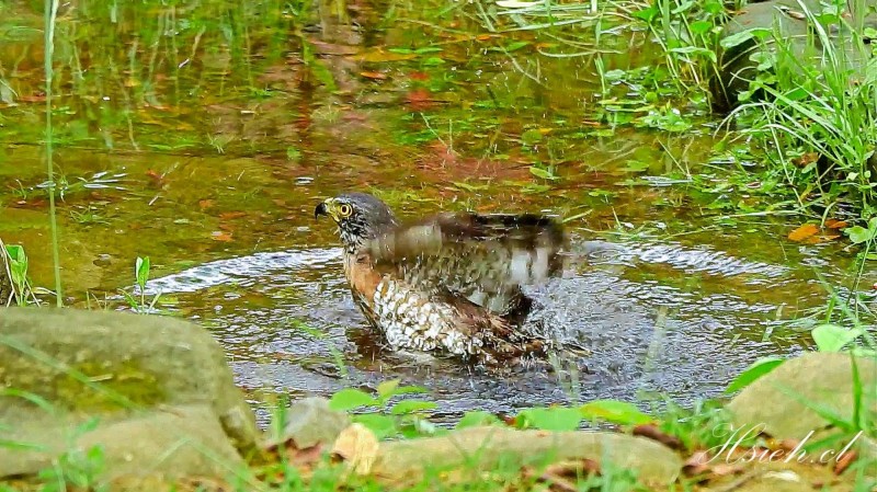鳳頭蒼鷹也下水洗澎澎，畫面十分逗趣。（圖由鳥友謝其良提供）