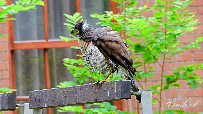 鳳頭蒼鷹洗完澡後，飛上欄杆整理羽毛。（圖由鳥友謝其良提供）