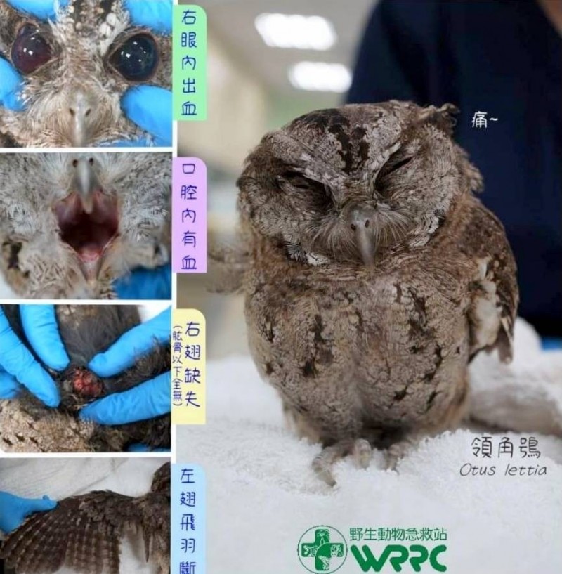 被路殺 意外又一樁領角鴞疑被車撞不治 生活 自由時報電子報