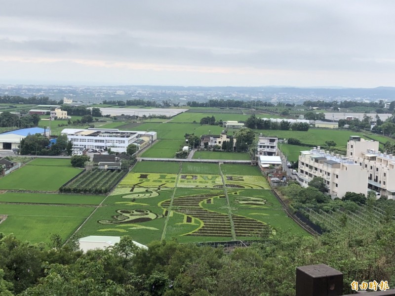 外埔稻田彩繪以高美濕地為圖案。（記者張軒哲攝）