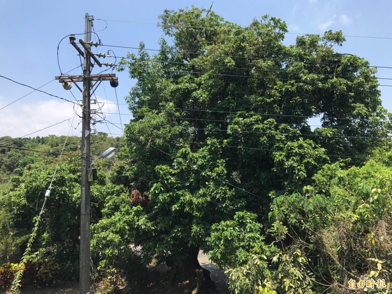 龍眼老樹約3層樓高，比電線桿還高。（記者洪臣宏攝）