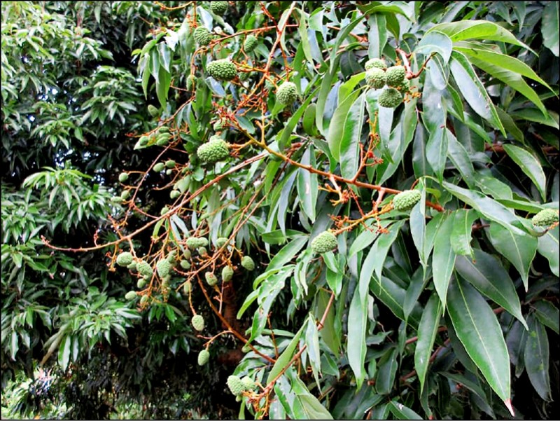 1棵1千元 認養老荔枝樹開始了 - 雲林縣 - 自由時報電子報