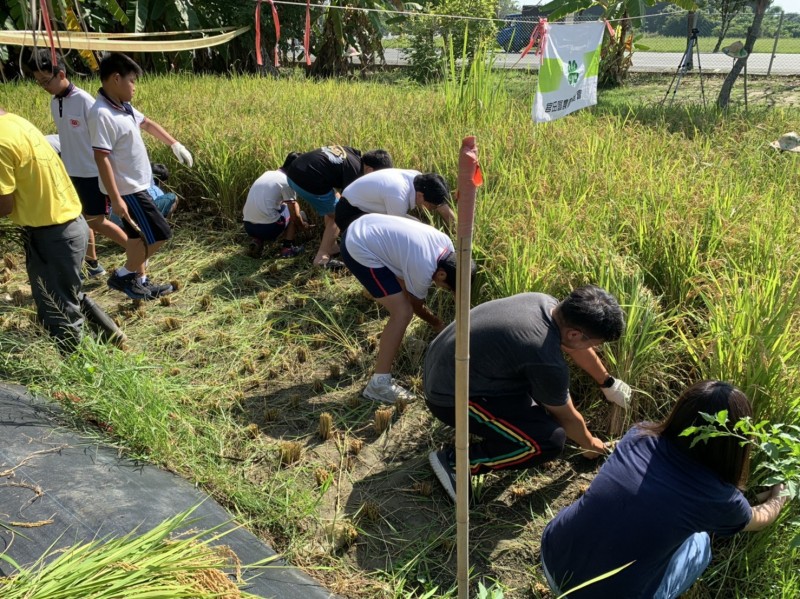 特別畢業活動勿忘家鄉產業文化 台南官田國小割稻義賣助學