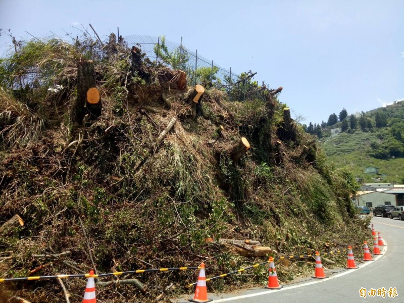 梨山中正路邊坡樹木大規模修剪。（記者張軒哲攝）