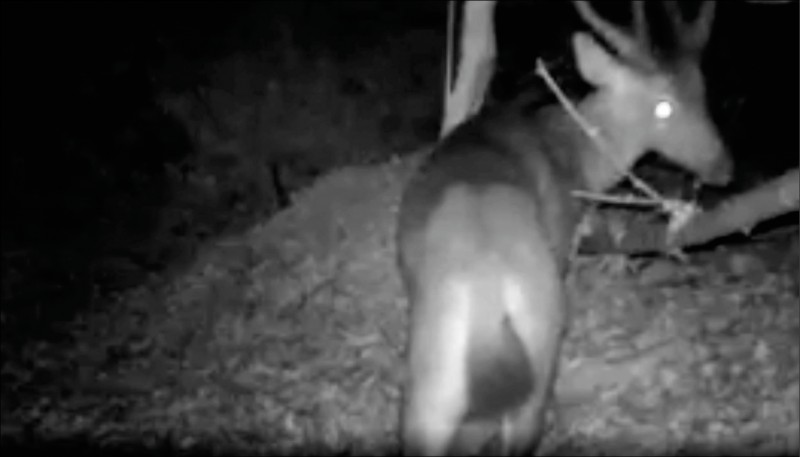 八卦山有水鹿 自動相機拍到了
