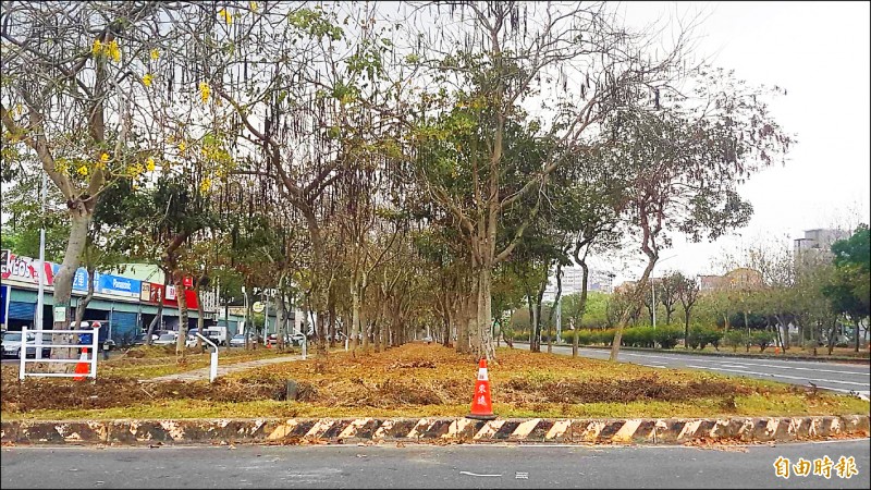 世賢路一帶已屆花期的阿勃勒疑受工程影響，遲未開花。（記者丁偉杰攝）