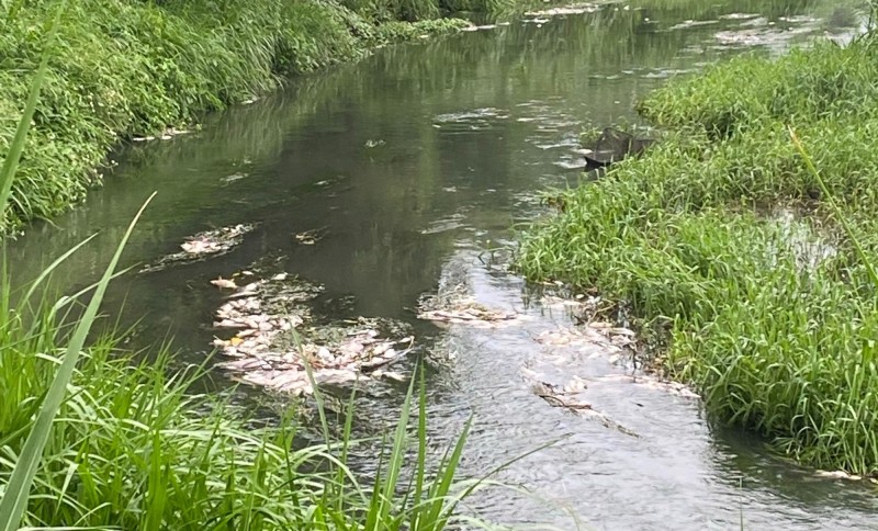 旱溪排水從19日開始出現大批魚屍，環保局清查後發現是台中農田水利會關閉水閘門，造成水量不足魚群擱淺暴斃。（記者陳建志翻攝）