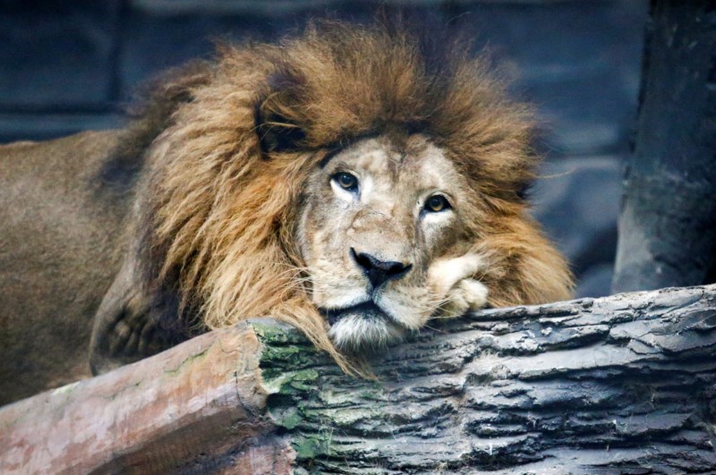 大型貓科動物本來每2天需要10公斤的肉，但因疫情持續蔓延，動物園缺糧現在只能給其8公斤。（路透）