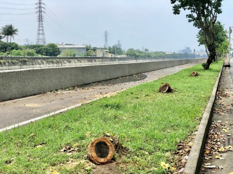 台江河川志工發現和順工業區旁有多棵黃槿行道樹遭砍除，只剩下樹頭。（志工提供）