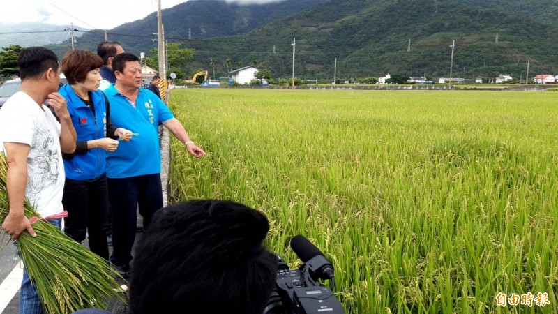 台東縱谷4鄉鎮稻米不稔實農災嚴重，台東縣長饒慶鈴實地現勘，要求各公所全力協助農民。（記者陳賢義攝）