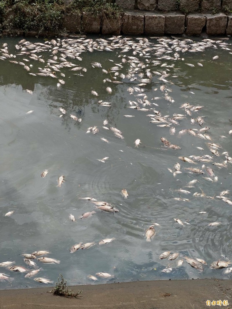 高雄市鳳山溪黑又臭，出現大量死魚。（記者陳文嬋攝）