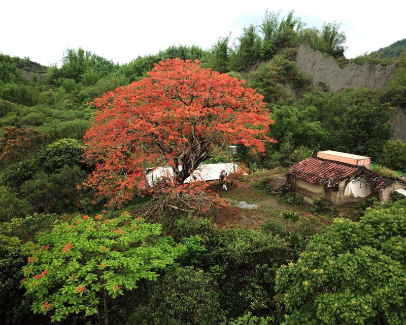 透過空拍畫面，紅花盛開中的左鎮草山里老厝鳳凰樹，美得令人驚豔。（蕭建緯提供）