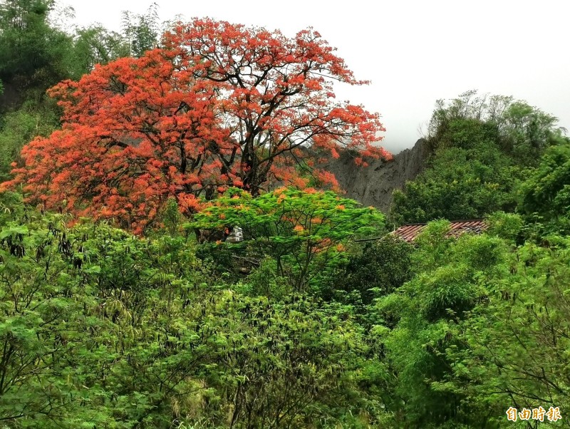 左鎮草山里的老厝鳳凰樹,目前紅花盛開,像1把火焰。(記者吳俊鋒攝) 左鎮草山里的老厝鳳凰樹,目前紅花盛開,像1把火焰。(記者吳俊鋒攝)