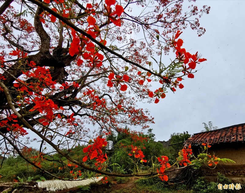左鎮草山里的老厝鳳凰樹,目前紅花盛開,像1把火焰。(記者吳俊鋒攝) 左鎮草山里的老厝鳳凰樹,目前紅花盛開,像1把火焰。(記者吳俊鋒攝)