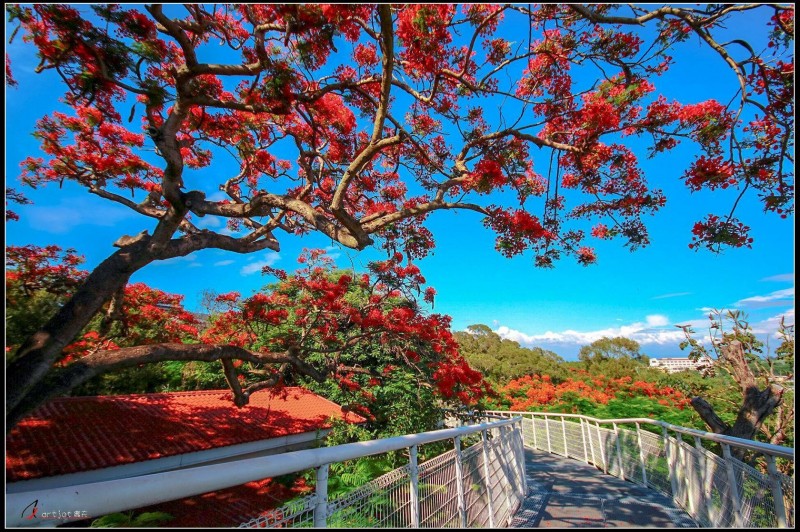 八卦山天空步道滿山的鳳凰花開了。（圖由吳農夫提供）