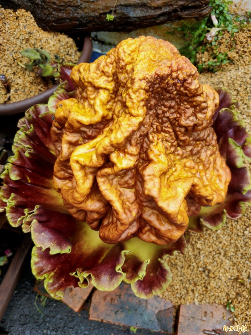 埔里鎮巧克力業者羅維振種了6年的疣柄魔芋，最近終於開花，不僅外觀奇特，還散發腐臭味。（記者佟振國攝）