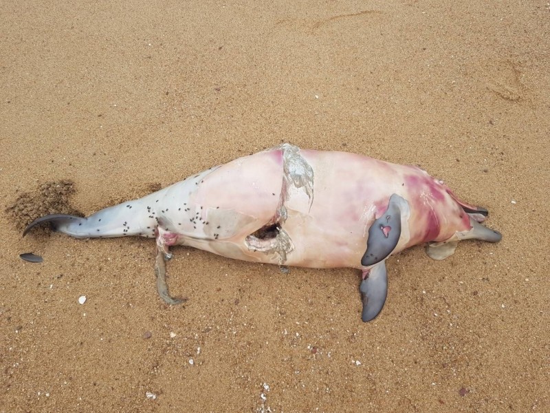 金門岸巡隊發現的死亡鯨豚，身體有明顯外傷。（圖由金門岸巡隊提供）