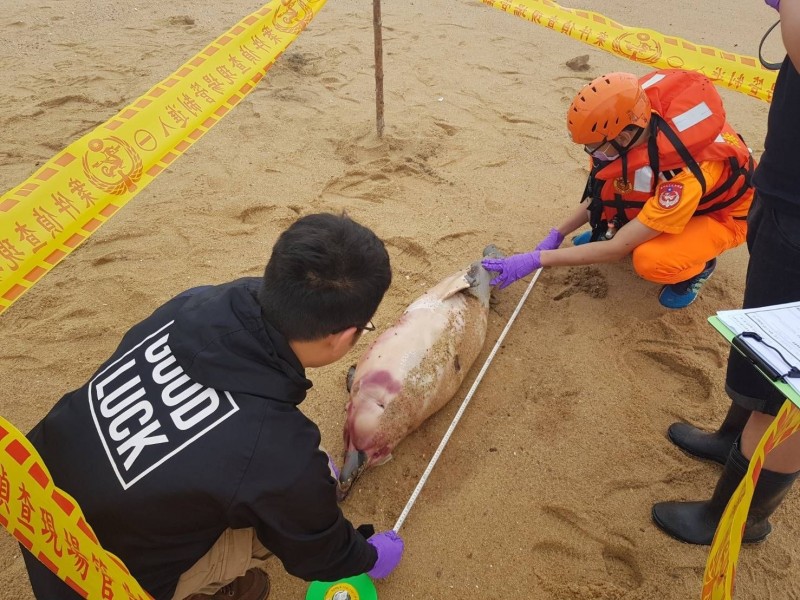 金門岸巡隊在金寧鄉海邊發現死亡鯨豚，研判屬「中華白海豚」雌性幼體，身長約126公分、寬約45公分、全身腫脹。（圖由金門岸巡隊提供）