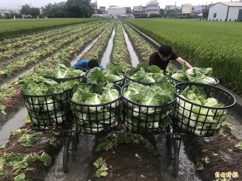 農民冒雨採收包心白菜。（記者顏宏駿攝）