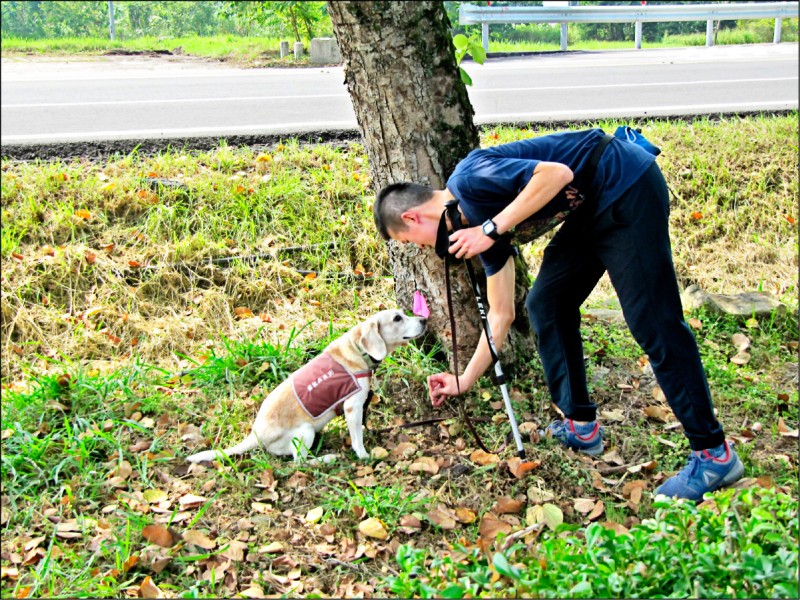 米格魯狗醫師聞到疑似罹患褐根病的樹木會坐下。
（記者林宜樟翻攝）