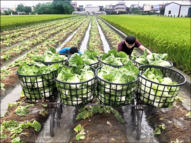 擔心包心白菜泡水爛掉，菜農冒雨採收。（記者顏宏駿攝）